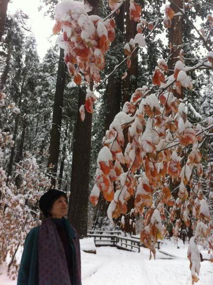 snow treet